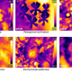 Various heat patterns seen in the flowers examined. (Image: University of Bristol)